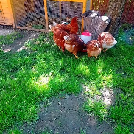 Holiday home Eva Liptovsky Svaty Peter